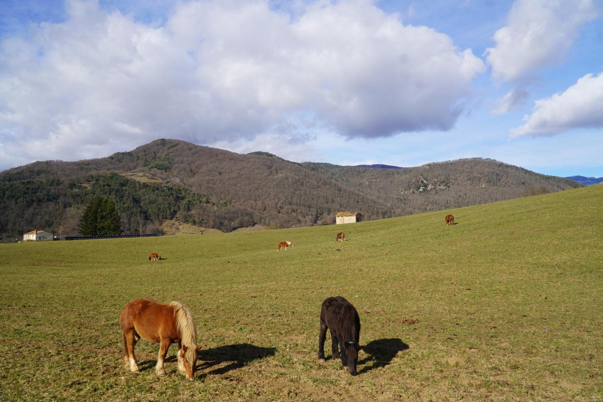 Cal Harrys - La Mejor Casa De Vacaciones En Pyrenees Con Vistas A La Montana Sant Pau de Segúries Esterno foto